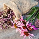 Εχινάκεια – το «μαγικό» λουλούδι! Θωρακίστε τον οργανισμό και την υγεία σας με έναν απλό και φυσικό τρόπο!