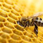 Το μέλι και η επίδραση του στον ανθρώπινο οργανισμό